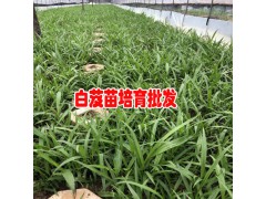 白芨苗怎么種植?_云南昆明白芨小苗廠家有話說圖1