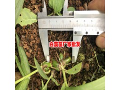 2018三叉白芨苗_三叉白芨苗價格- 三叉白芨苗批發(fā)圖3