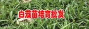 昆明安寧市潘金富白芨培育基地