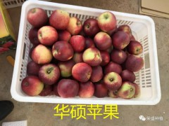 彌勒市哪里有昭通蘋果|昭通果業(yè)基地|13887043679圖2