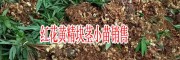 黃精種苗多少錢一株？紅花黃精苗哪里便宜