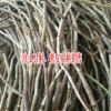 紫皮石斛怎么吃?_紫皮石斛食用方法