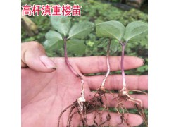 求購滇重樓高桿小苗找楚雄中草藥種植公司圖2