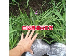 白芨一畝地多少苗?_白芨一畝地載(種)多少苗圖1