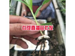 白芨一畝地多少苗?_白芨一畝地載(種)多少苗圖3