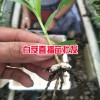 楚雄,大理,麗江三叉白芨種苗多少錢(qián)?