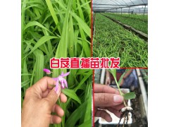 哪有白芨種苗出售?_白芨小苗多少錢？圖2