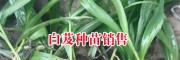 云南曲靖種白芨.咨詢_云南曲靖有白芨種嗎?