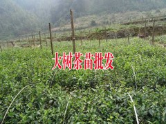 2018大樹茶茶苗批發(fā)價(jià)格-專業(yè)種植茶苗圖1