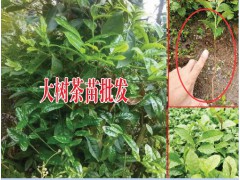 2018大樹茶茶苗批發(fā)價(jià)格-專業(yè)種植茶苗圖3