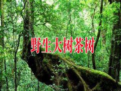 大樹茶苗什么時期種植較好?圖3