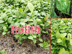 大樹茶苗什么時期種植較好?圖2