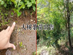 求購大樹茶茶苗去哪里圖2