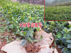 云南大樹茶葉苗_云南大樹茶葉苗、云南西雙版納茶葉苗圖2