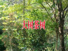 大樹(shù)茶茶苗客服是多少圖2