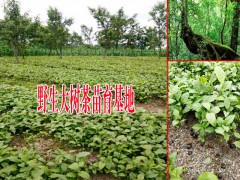 大樹(shù)茶茶苗客服是多少圖3