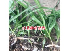 適合保山種植的白芨苗-紫花三叉白芨批發(fā)圖2