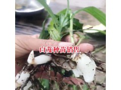 云南適合種植白芨的地方_云南哪里白芨小苗多圖3