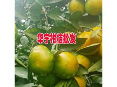 玉溪市華寧縣盤溪鎮(zhèn)張翠柑桔種植基地圖2