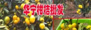 [柑桔種植技術(shù)]_張翠柑桔種植基地