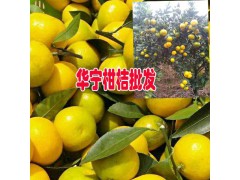 云南省華寧柑桔種植面積圖1