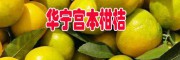 云南華寧柑桔今日均價(jià)http://www.dyzzc.ynsnw.com/