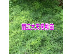 云南天門冬小苗圖片_麗江天冬苗價格是多少?圖2