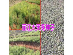 天冬苗麗江種植基地的播種方法圖3