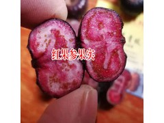 紅果參價(jià)格_紅果參功效和作用圖2