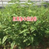 1株蜘蛛樹能結(jié)多少果實?-2至3斤左右