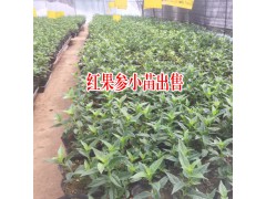 1株蜘蛛樹能結(jié)多少果實?-2至3斤左右圖2