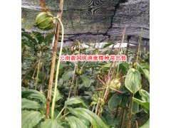 重樓種子基地銷售信息圖3