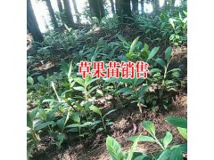 草果病蟲(chóng)害找哪里?圖3