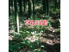 草果采收后如何防止霉變_尋生態(tài)草果種植合作圖2