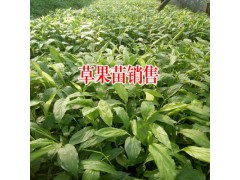 1畝草果能產(chǎn)多少公斤草果？圖2