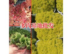 吉娃娃多肉好養(yǎng)嗎?_多肉植物網(wǎng)站圖2