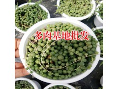 姬朧月多肉植物_多肉植物網(wǎng)站-18788196071圖3