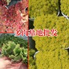 虹之玉多肉植物_多肉植物網(wǎng)站-18788196071