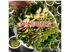 虹之玉多肉植物_多肉植物網(wǎng)站-18788196071圖2