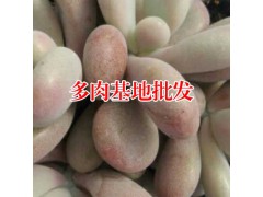 多肉植物怎么養(yǎng)_應該按品種澆水_多肉植物網(wǎng)站圖2