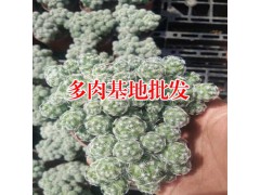 玉蝶的介紹_多肉植物種植基地圖3