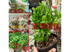 昆明多肉植物批發(fā)價(jià)格_昆明多肉植物批發(fā)6元圖3