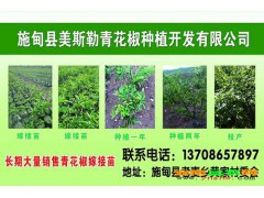 昭通青花椒供應(yīng)-彝良青花椒銷售/青花椒基地直銷圖3