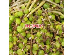 綠殼砂種植得了莖枯病怎么辦?圖2