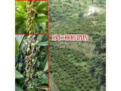 砂仁種植技術(shù)_砂仁種植得了鉆心蟲怎么辦?圖3