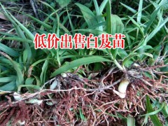 四川成都市10~20cm白芨種苗多少錢?圖2