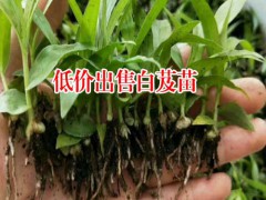 四川成都市10~20cm白芨種苗多少錢?圖3