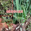 四川成都市10~20cm白芨種苗多少錢(qián)?