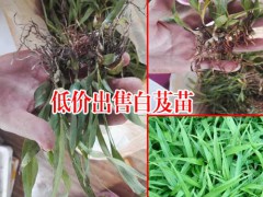 江西上饒市20~30cm白芨種苗多少錢?圖2