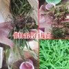 陜西商洛市10~20cm三叉白芨種苗多少錢(qián)?